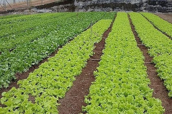 Plantation de salades aux Seychelles 2020