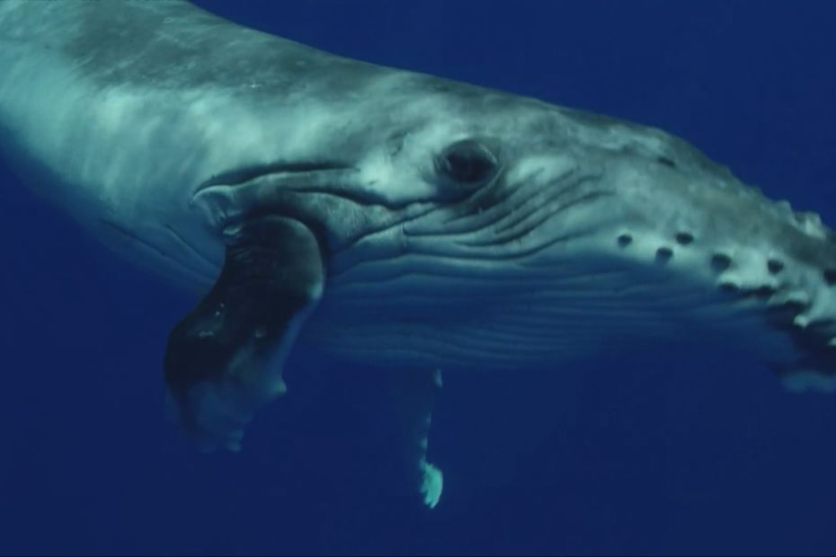 Le Roi Des Maoris Veut Que Les Baleines Aient Les Mêmes Droits ...