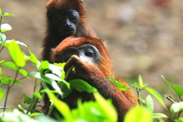 ONCA : un refuge pour animaux sauvages