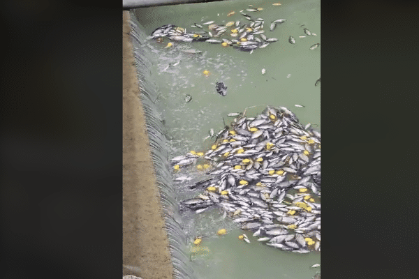 Poissons morts dans la ravine Saint Nicolas à Petit- Bourg