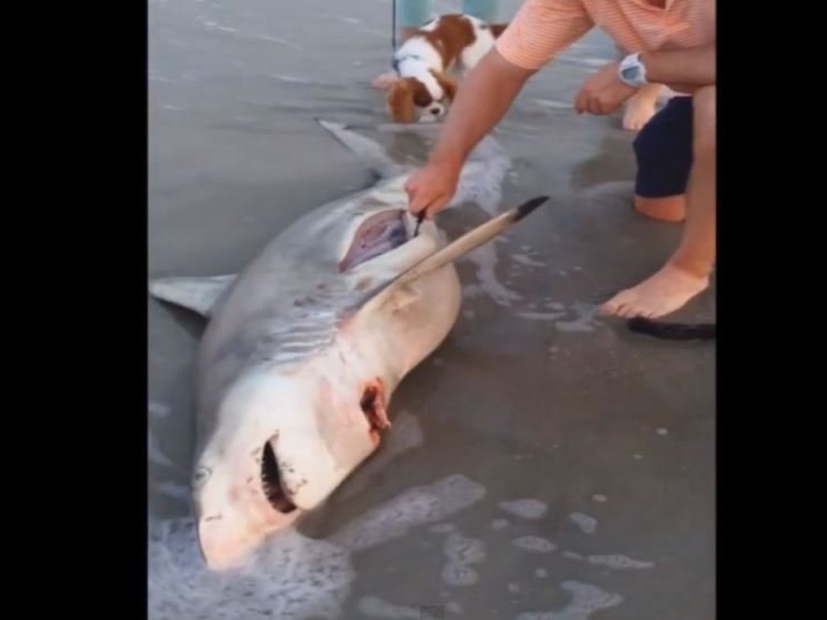 Afrique Du Sud Il Sauve Des Bebes Requins En Les Sortant Du Ventre De Leu