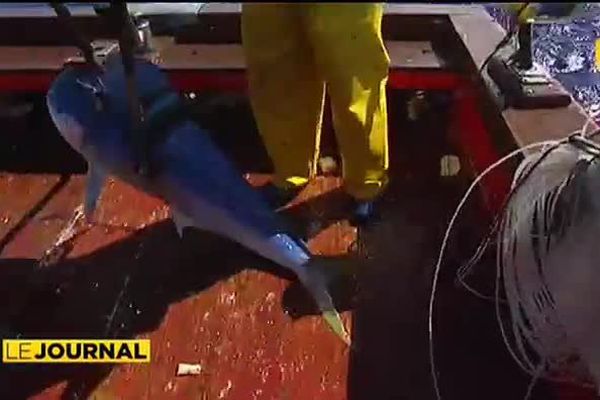 La pêche au mahi mahi, poisson emblématique des eaux polynésiennes