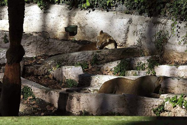 Fosse aux lions Barcelone