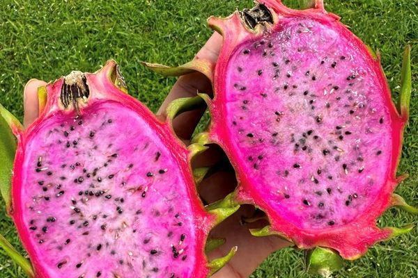 Il existe de nombreuses variétés de Pitaya ou fruit du dragon