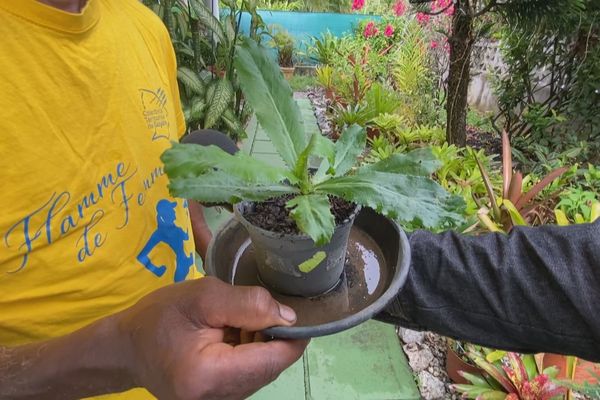 Médicaments anti-rhume interdits à la vente libre : des plantes déjà utilisées comme alternatives en Guyane