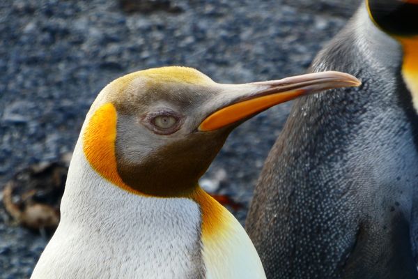 Un manchot jaune observé aux îles Crozet ?