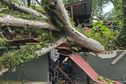 Montjoly : Un arbre s'effondre sur un restaurant, quatre blessés légers