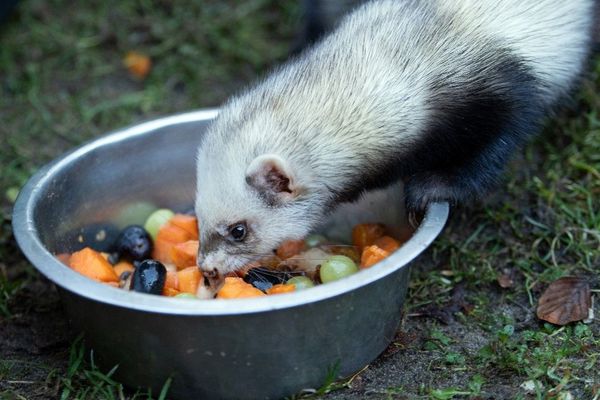 Un furet dans un parc en Allemagne (image d'illustration) 