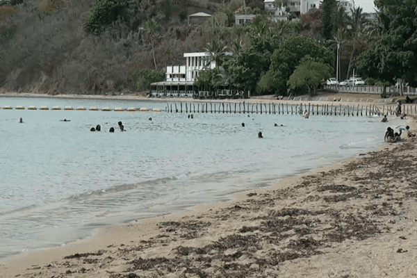 Suite à la suspiscion de la présence d'algues toxiques, la baignade est déconseillée sur Nouméa