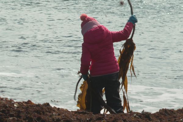 L'algue saccharia, une algue qui prolifère dans les eaux de Saint-Pierre et Miquelon.