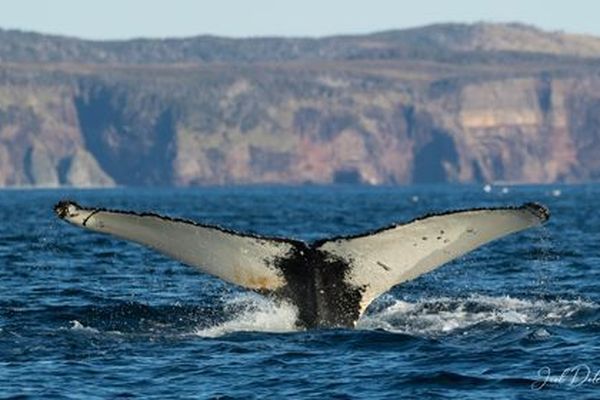 La nageoire caudale est unique. C'est grâce à elle qu'on peut identifier une baleine.