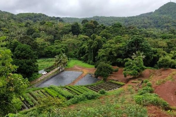 Située à Combani, cette pépinière de 10 hectares est le principal fournisseur de plants de l’île