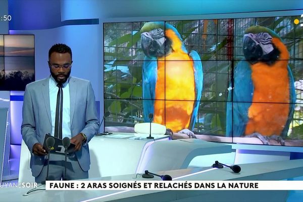 Deux aras, soignés par SOS Faune Sauvage, relâchés dans la nature