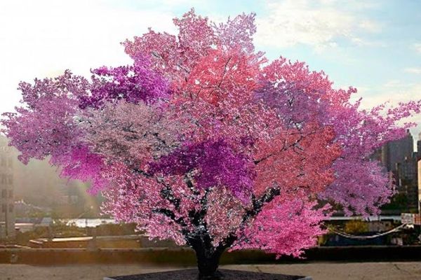 Un américain fait pousser un arbre qui peut produire 40 fruits différents