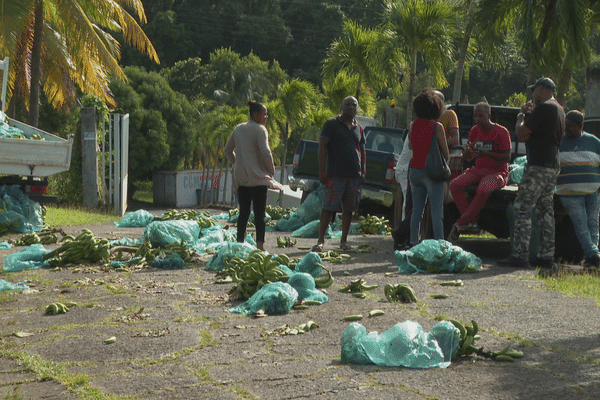 L'entrée de Banamart obstruée par des régimes de bananes