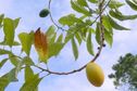 VIDÉO. "Main de Bouddha", "citron caviar", "abiu" : balade dans le Jardin aux mille fruits de La Coulée