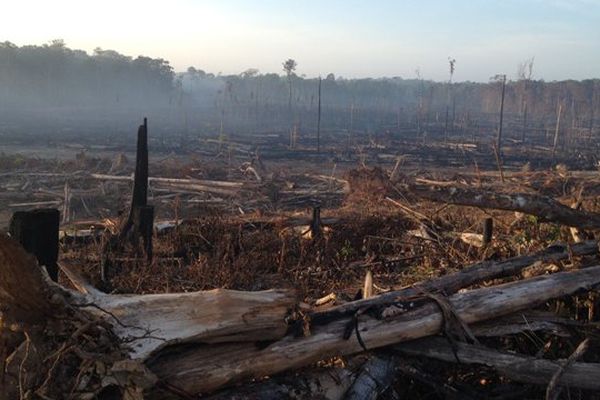 Déforestation en Guyane