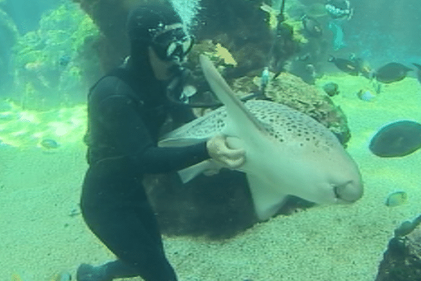 Aquarium nouméa