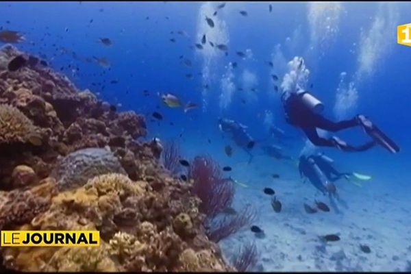 Le corail en péril