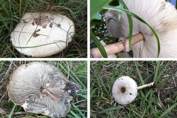 Champignon Chlorophyllum molybdites