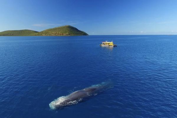 Cachalot baie de St Vincent