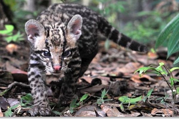 ONCA : le refuge des animaux sauvages