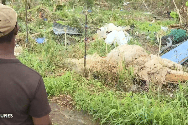 Cet agriculture a Combani a perdu ses arbres fruitiers, ses poules et ses canards après le passage du cyclone Chido.