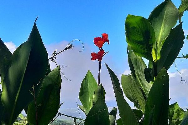 Ciel bleu, juage et fleur rouge