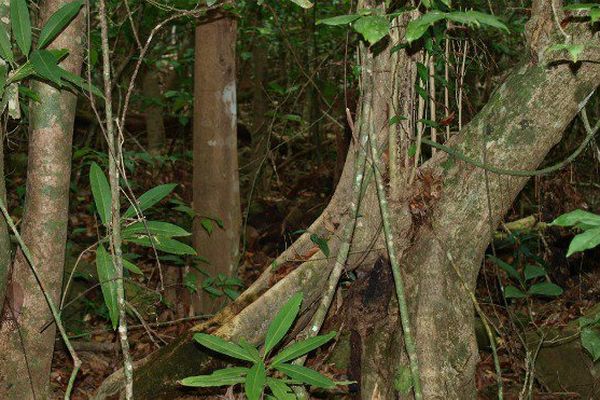 Forêt de Mayotte