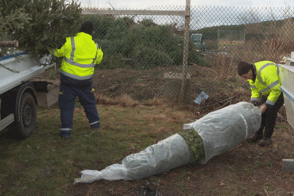 Collecte des sapins de noël a Saint Pierre et Miquelon