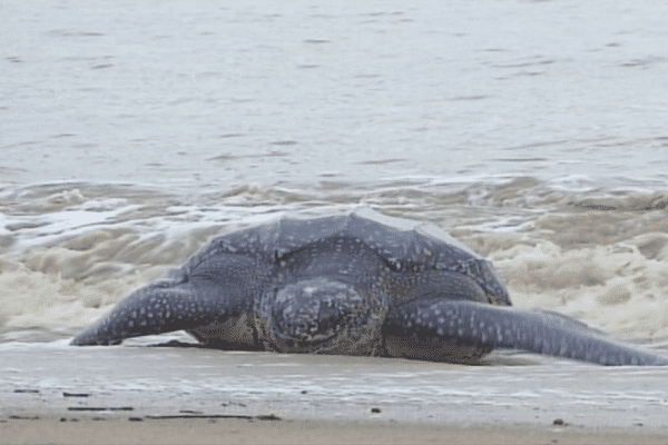 Arrivée d'une tortue luthsur la plage de Montjoly