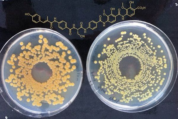 Bactérie de la canne à sucre et antibiotique (albicidine)