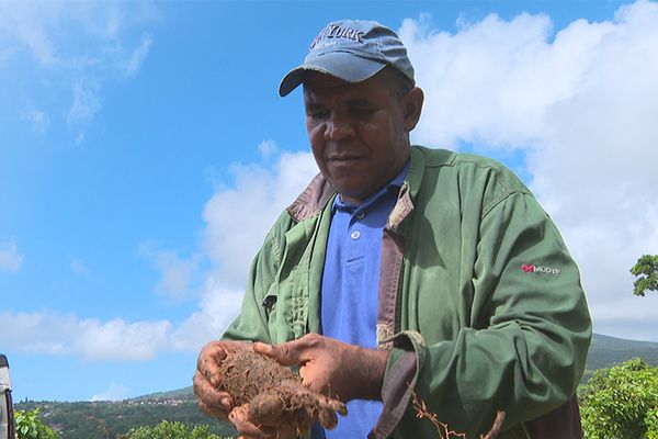 Serge Château-Dégât cultive la couscouche depuis de nombreuses années.