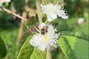 La mélipone de Guadeloupe, une abeille objet de convoitises, mais menacée et, donc, à protéger