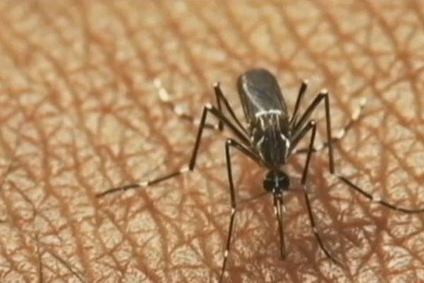 Dengue : stable en Polynésie, l'épidémie fait un mort sur le caillou