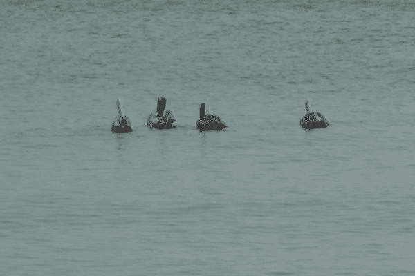 Des pélicans en Martinique.