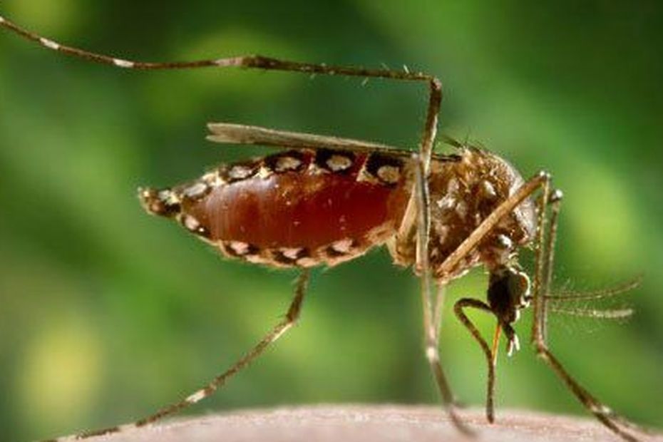 Op Réunion is een lokaal geval van chikungunya bevestigd, het eerste in meer dan tien jaar