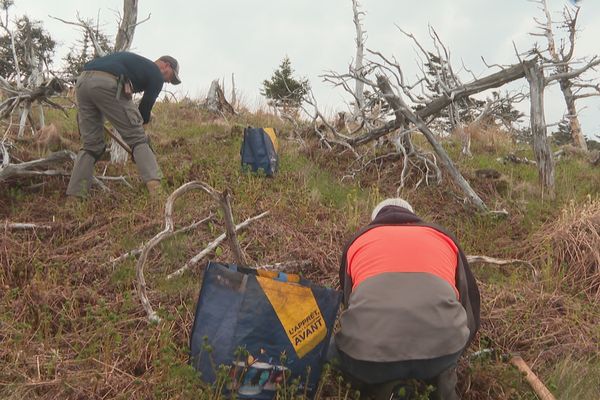 10 planteurs de la collectivité territoriale mobilisés pour assurer la campagne de reboisement sur la zone forestière de Langlade