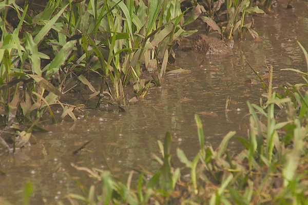 Les eaux usées stagnent désormais dans le jardin de Sandrine, en contrebas de la résidence Amouyal, samedi 11 janvier 2025.