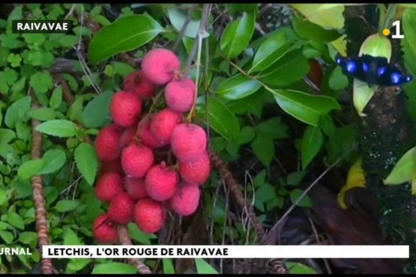 Litchis de Raivavae.