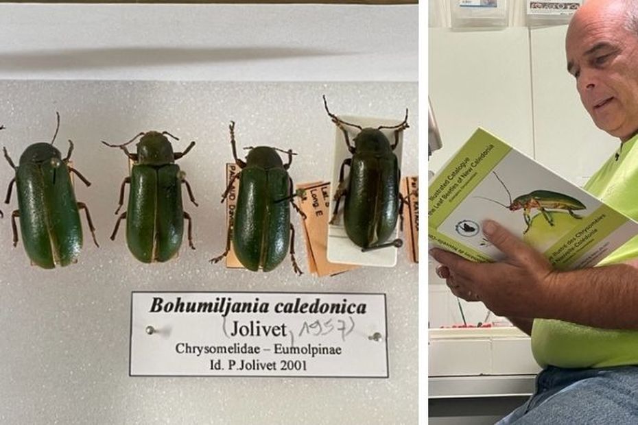 Un catálogo ilustrado de escarabajos de hoja de Nueva Caledonia