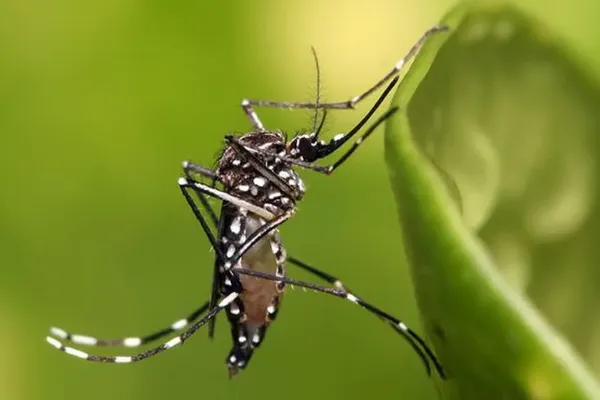 Le moustique tigre Aedes albopictus transmet le virus de chikungunya