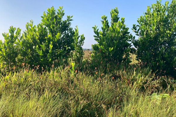 L'acacia mangium plante invasive importée d'Australie dans la savane des mornes de Macouria