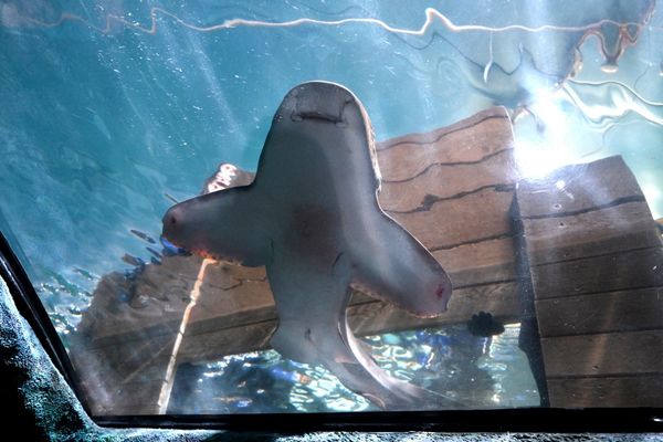 Requin-léopard relâché dans l'aquarium après avoir été inséminé artificiellement avec du sperme de requin-léopard sauvage, à l'aquarium de Sydney.