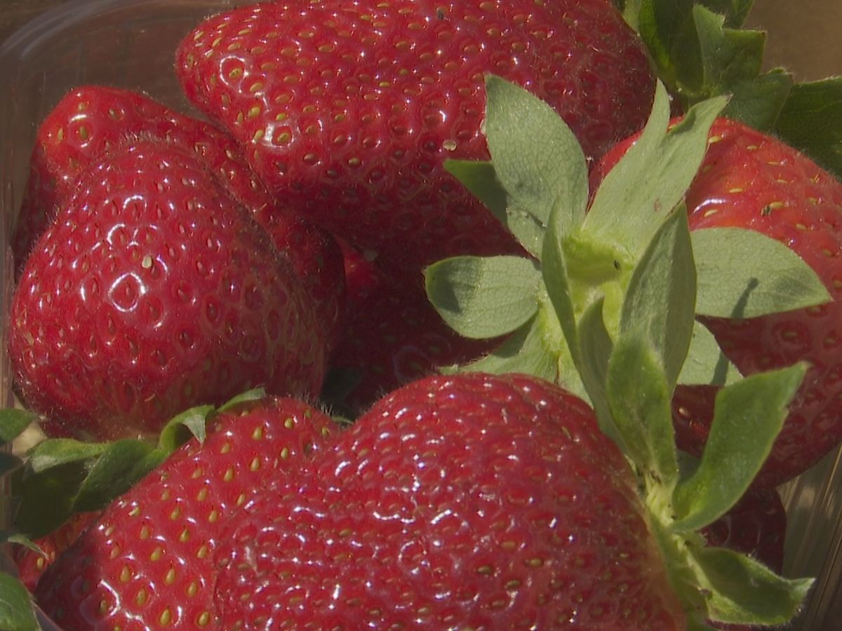 Foret À Fraise - Livraison Gratuite Pour Les Nouveaux Utilisateurs - Temu  France