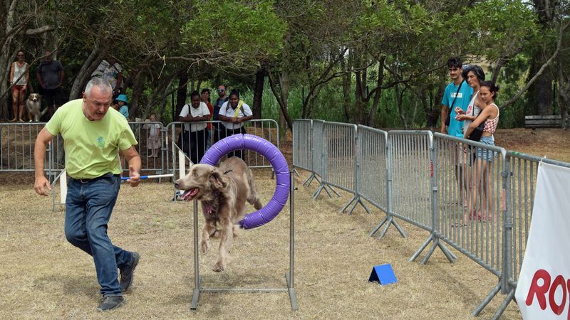 Le Dog Dancing Et Le Disc Dog Débarquent En Nouvelle-Calédonie