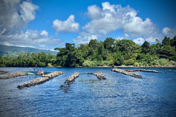 Pêche bichiques à La Réunion