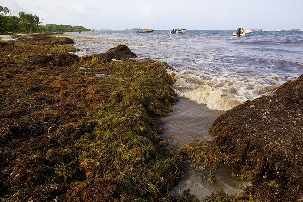 Sargasses à Saint-Anne en Guadeloupe en 2011