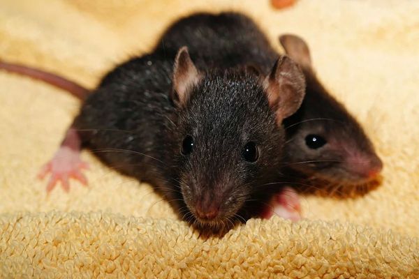 Des rats dérangent les habitants de Savoyard