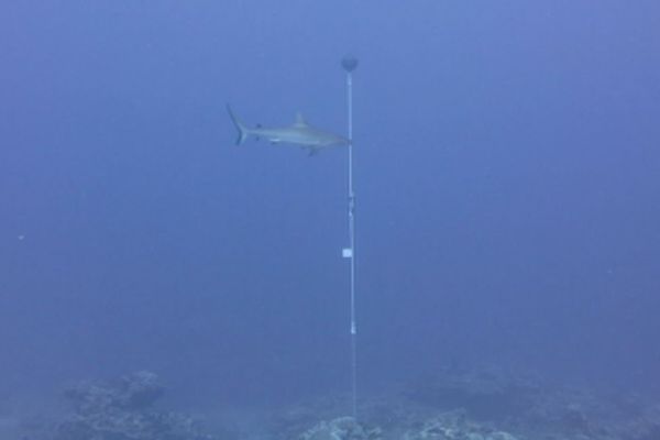 émetteur à requin